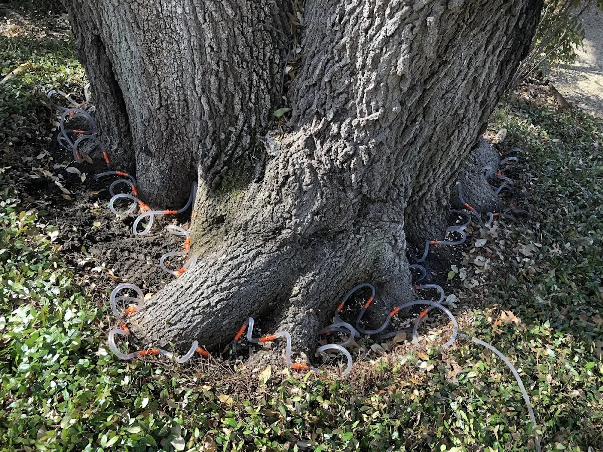 Detailed Tree Cabling and Bracing job site in Whitesboro