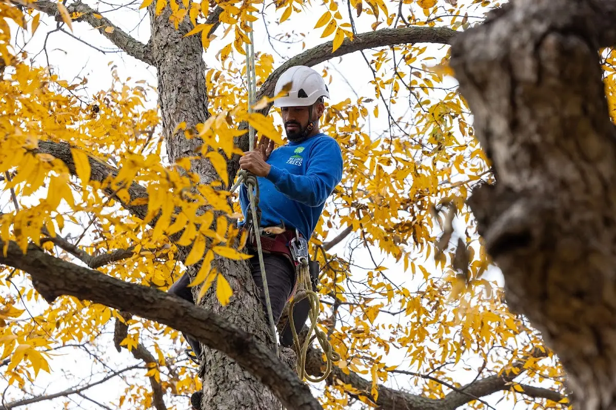 Skilled Tree Trimming crew working in Whitesboro
