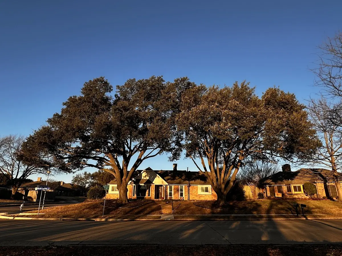 Established residential canopy tree shading a home in Whitesboro